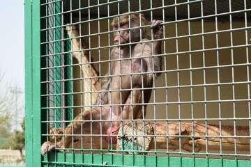 Hamadryas baboon monkey sitting inside a cage behind metal bars © Rubin