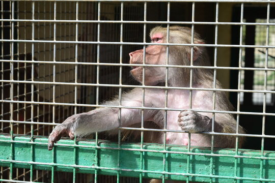 Baboon reaching its paw out through metal cage bars