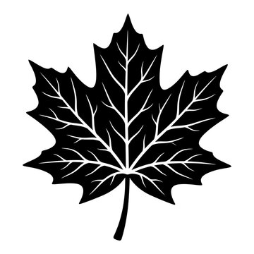 Black Maple Leaf Illustration Editable_EPS