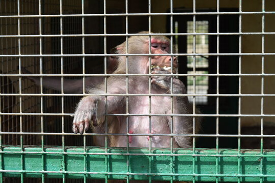 Baboon reaching its paw out through metal cage bars