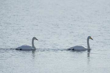 a couple of white swans on the water © Que sera sera