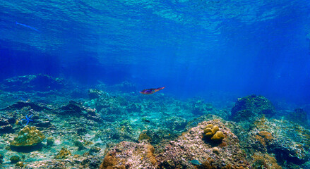 Squid Bathed in Sunlight Rays Beneath the Ocean at coral reef. Underwater photography © Johan