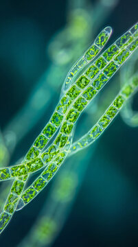 Microscopic view of green filamentous algae with spiral chloroplasts