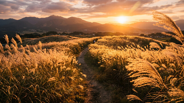 Golden Hour Sunset Glowing Over Vast Field of Swaying Pampas Grass Background