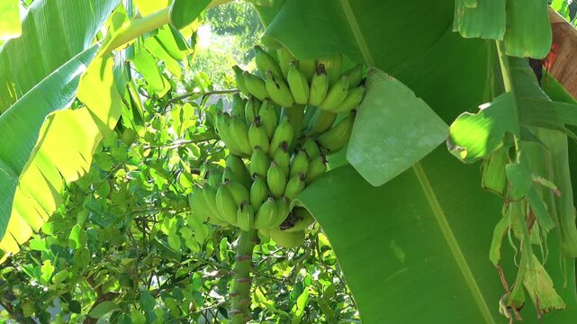 Bunch of Unripe Green Bananas Hanging on Tree Medium Shot. A large bunch of unripe green bananas hangs from a banana tree amidst lush green foliage. The medium static shot captures the agr