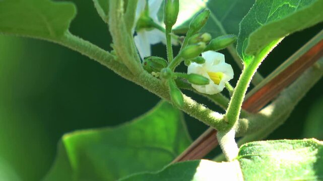 White Eggplant Flowers and Green Buds Macro Telephoto Shot..Small white flowers and young buds of a nightshade or eggplant plant thrive on a spiky stem. The macro telephoto shot highlights