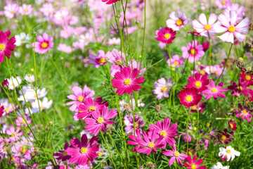 Fototapeta premium Colorful multicolored cosmos bipinnatus flower field blooming in garden