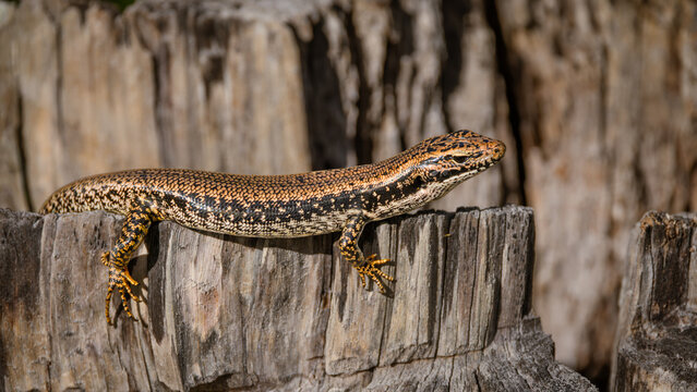 A Southern grass skink lizard with interesting color patterns, happily basks on a stump in the sun to warm up its blood so that it can function at Lake Curalo in Eden in New South Wales, Australia.