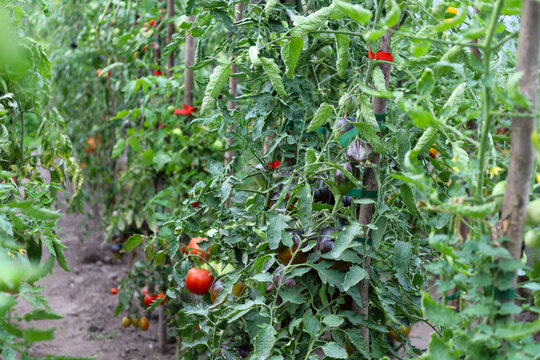 Well-groomed tomato bushes with green leaves and juicy fruits grow along neat garden beds. Fastening stems to wooden supports ensures a good harvest and proper plant development in the greenhouse.