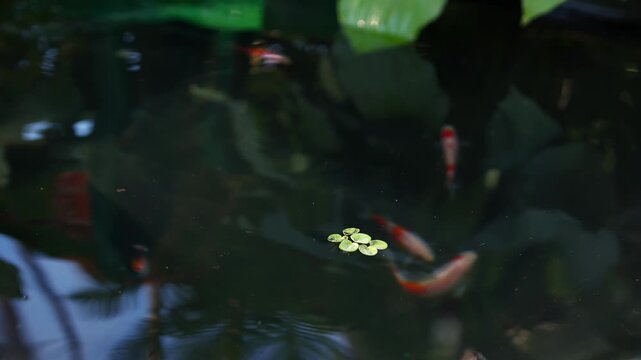 Small garden pond with colorful koi and crucian carps fish swimming in dark reflective water, surrounded by broad green hosta leaves, white pebbles and a decorative stone lantern.