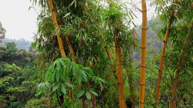 Closeup video of Bambusa vulgaris 'Vittata', commonly known as painted bamboo, with its distinctive green and yellow striped leaves moving naturally in the wind.