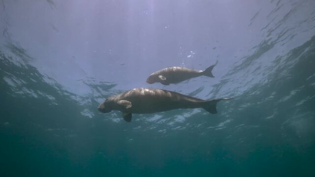 A mother dugong and her calf swim together at the surface, taking a breath before beginning their next dive.