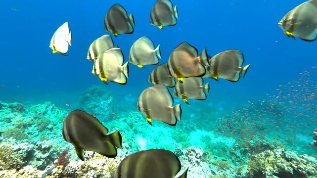 A large school of batfish swimming together over a vibrant coral reef in Ras Mohammed National Park, Red Sea, Egypt.