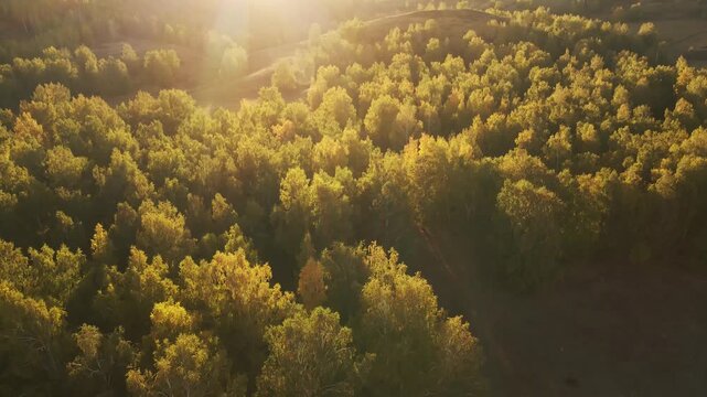 Yellow autumn trees in the mountains at sunset. Aerial view. Beautiful autumn landscape. Lens flare
