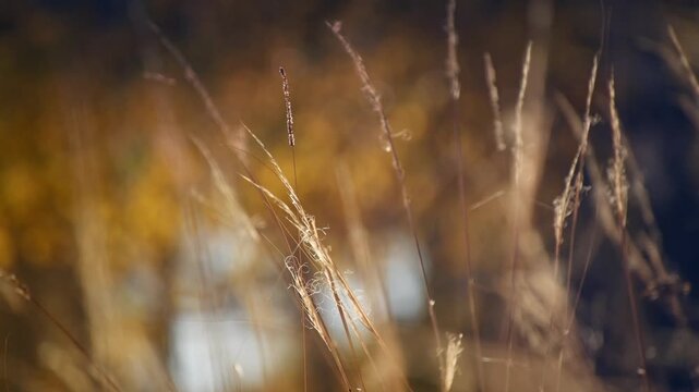 Wild grass in a forest at sunset. Plants swaying in the light wind. Shallow depth of field. Beautiful autumn nature background

