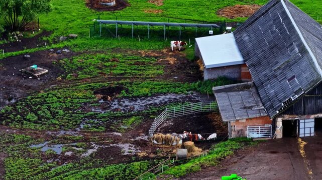 High angle view of a cattle herd resting in a muddy corral next to an old farm barn