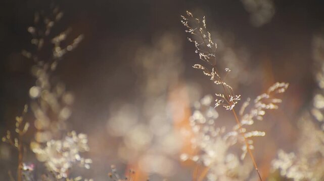 Wild grass in a forest at sunset. Plants swaying in the light wind. Shallow depth of field. Beautiful autumn nature background
