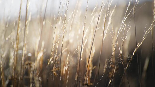 Wild grass in a forest at sunset. Plants swaying in the light wind. Shallow depth of field. Beautiful autumn nature background
