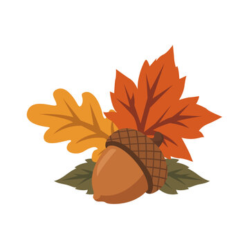 Autumn acorn and maple leaf cluster with warm seasonal foliage for harvest decoration and fall themed creative projects