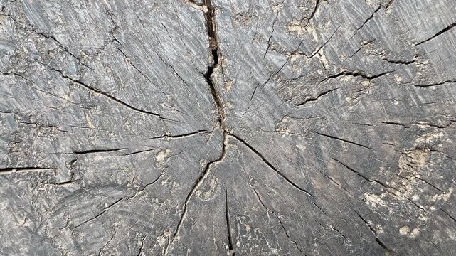 Processed collage of cracked wooden log surface texture. Background for banner, backdrop or texture for 3D mapping. Top view, high angle, above. Black, dark. White. backgrounds. Copy space, empty,