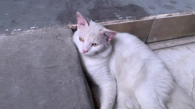 Lazy White Cat Resting Outdoors&mdash;Ideal for Pet Care and Animal Behavior Content