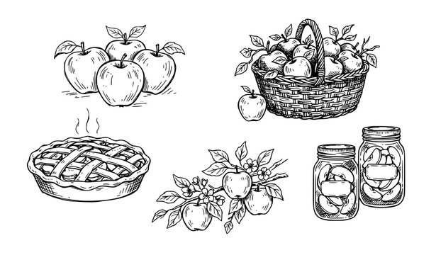 Hand Drawn Apple Fruit Pie Jars and Harvest Basket Rustic Vector Collection