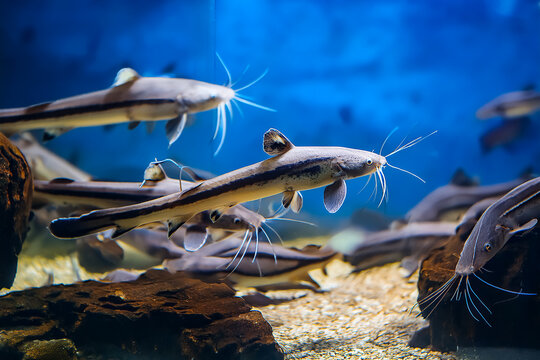 Welse in einem Aquarium
