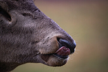 Obraz premium Deer nose close-up