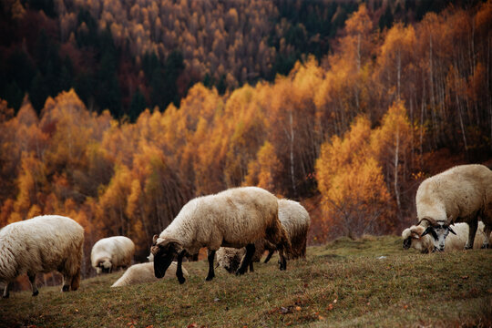 Flock of lamb and sheep grazing on a hill in autumn