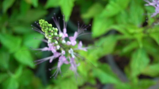 Cat's Whiskers flower is an ornamental herb popular in landscaping. In Thailand, it is used as a herbal remedy for kidney stones and as a diuretic.