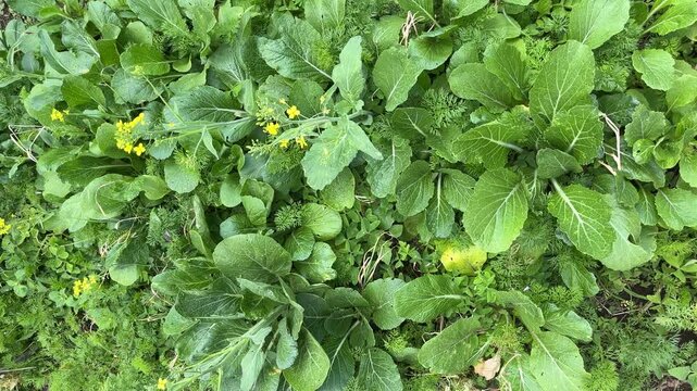 Top view of mustard green leaves with little yellow flowers. high angle, above, flat lay. background, sstkbackgrounds. high angle, above, flat lay. nature. growing, growth. agriculture field. set