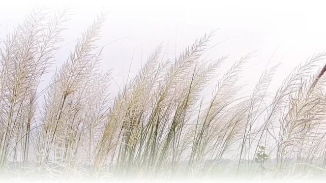 Animated White Kashful Field Soft Background - Festive Kans Grass Blossom Motion Graphic, Premium high-resolution animated white Kashful field background graphic.