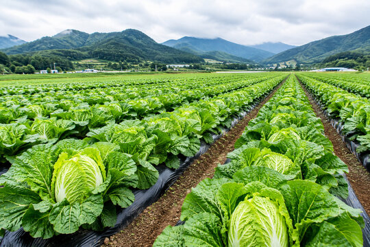 cabbage field landscape