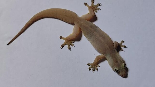 House lizard crawls across the house's window screen.