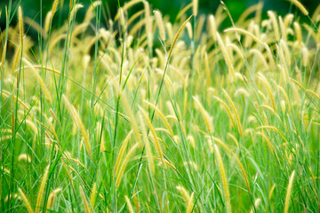 Obraz premium Close-up of lush green grass with yellow flowering seed heads in sunlight
