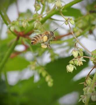 カナムグラに向かうミツバチの飛翔