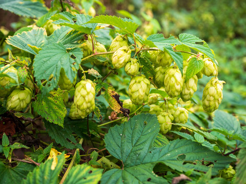 Close-up of ripe green hop cones growing on a lush hop vine, showing Humulus lupulus ready for harvest and ideal for brewing, beer, agriculture and botanical concepts.
