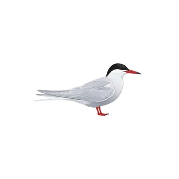 Common Tern Illustration