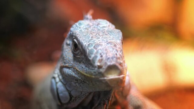 Frontal close up portrait of large green iguana lizard sitting in terrarium with motion shot.