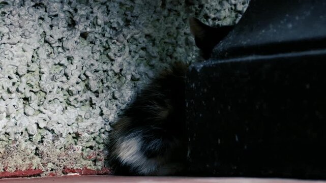 Frightened calico stray kitten hiding and meowing by textured wall closeup