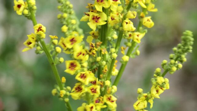 Close-up motion of yellow mullein flowers with purple centers blooming in daylight.