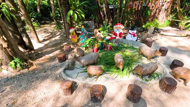 Group of capybaras eating grass near christmas decorations in tropical garden setting.