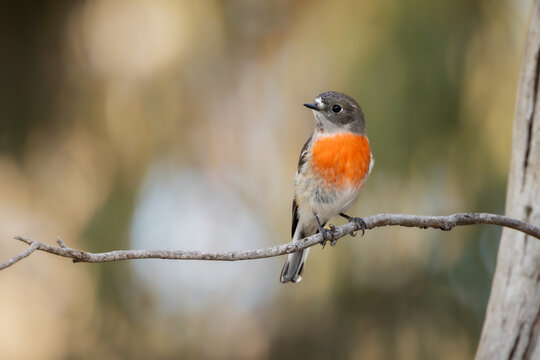 The female scarlet Robin is not as bright as the male, but it still has the pretty red breast feathers as here as it perches on a branch at Mt Mackenzie near Tenterfield in New South Wales, Australia.