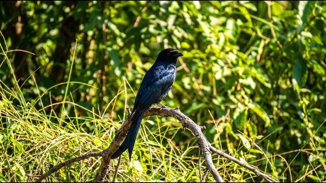 Black Drongo Bird Perched on a Branch Against Lush Green Foliage Background