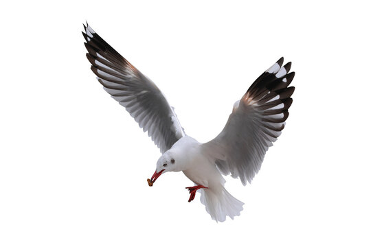 A seagull is swooping down to snatch food from a tourist, on transparent background png file	
