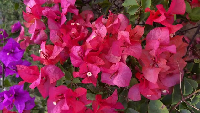 Red and purple Bougainvillea flowers background, bunga Bougenville merah dan ungu asia. Pink. purple, voilet, lilac. close up view, top, high angle, above, flat lay. 