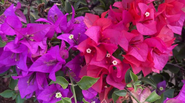 Red and purple Bougainvillea flowers background, bunga Bougenville merah dan ungu asia. Pink. purple, voilet, lilac. close up view, top, high angle, above, flat lay. 