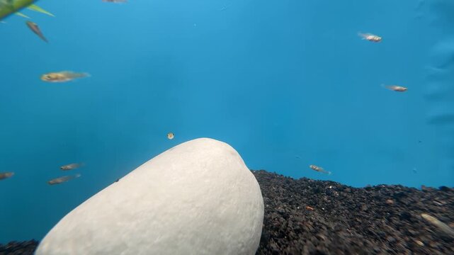 Baby Molly Fish Swimming in Aquarium with Blue Background and Decorative Stones