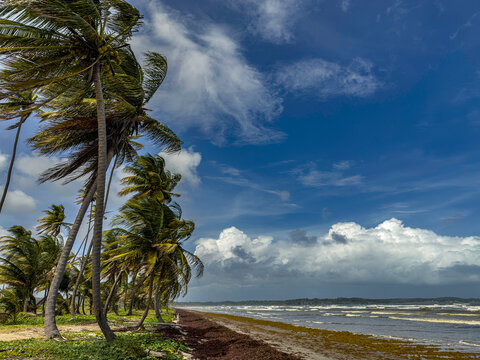 A picturesque, wild beach on the east coast of Trinidad near the Nariva Swamp wetlands