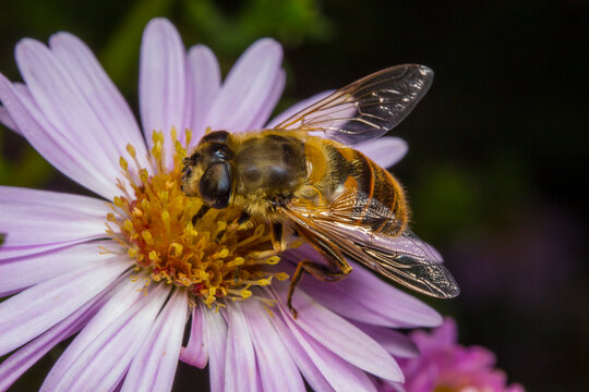 Drone fly Eristalis tenax on purple flower, bee mimic hoverfly close-up macro shot